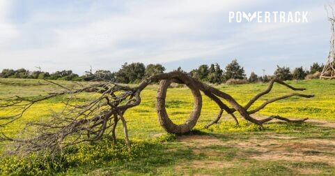 Día Internacional del Árbol: 